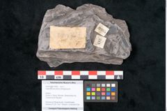 Foto (Objekt + Etikett) von Calamites tenuifolius Ettingshausen (NHMW-GEO-2024-0188-10995)